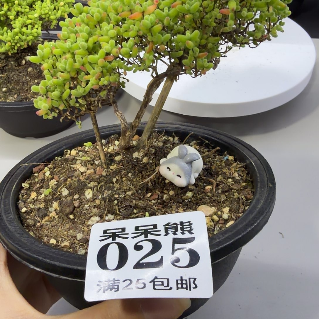 闪电购花卉园艺025