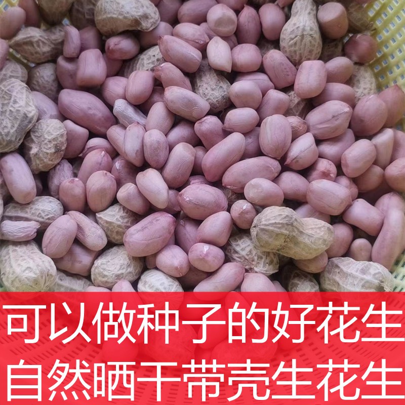 川渝小花生新鲜带壳生花生老品种土花生粉皮花生带壳干花生种植