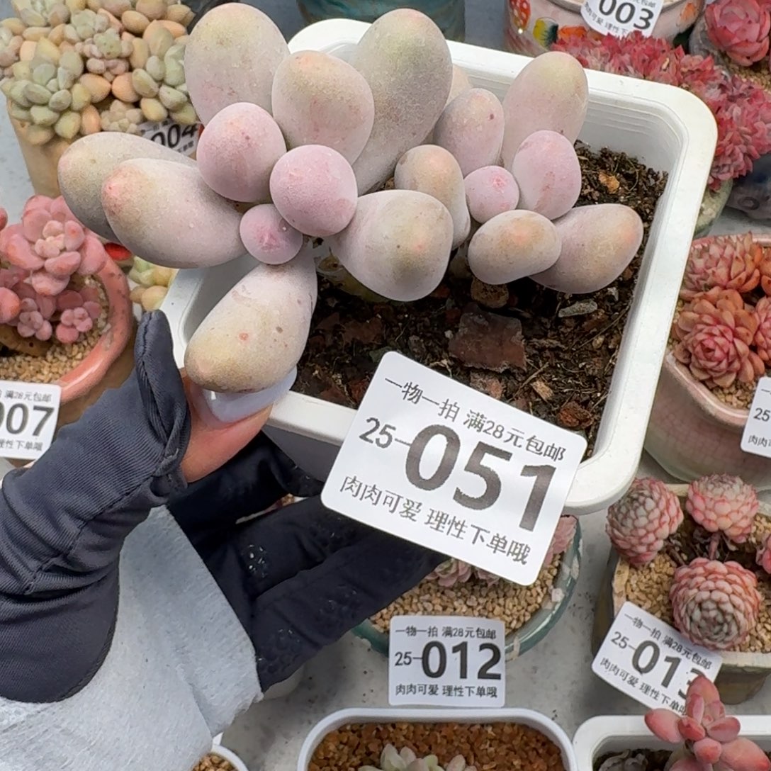 米可奶无盆土发发货