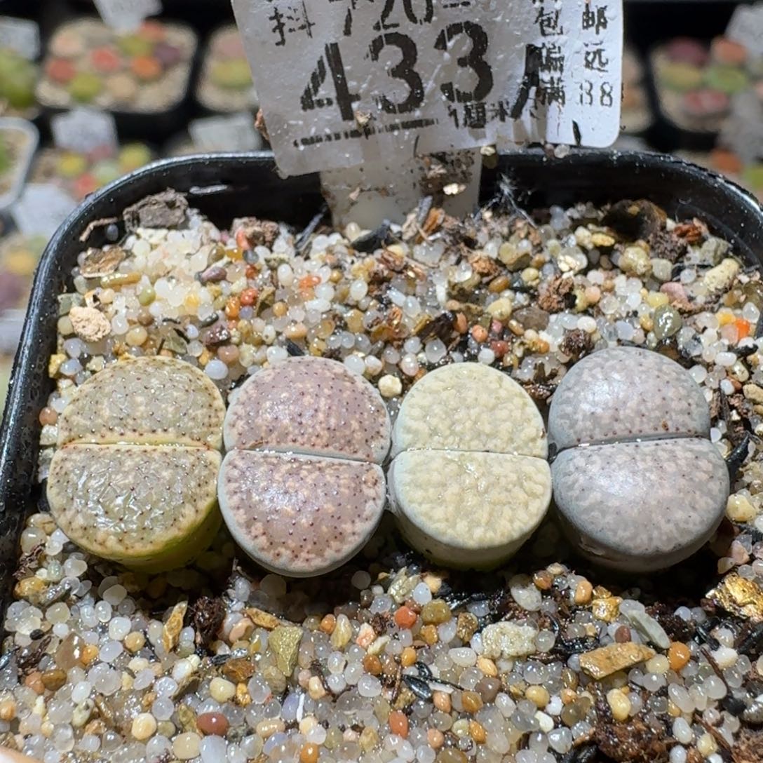 Sss精品清仓便宜433
