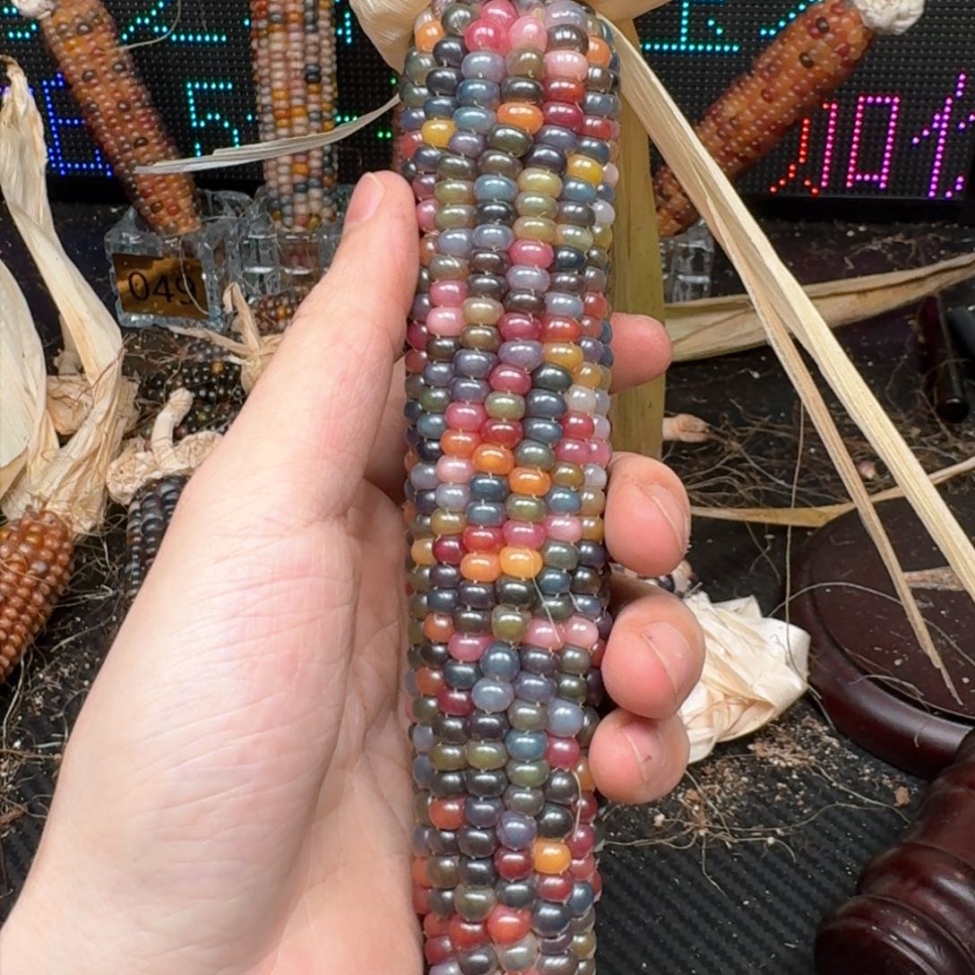 柏香籽/百香籽吊坠@*风