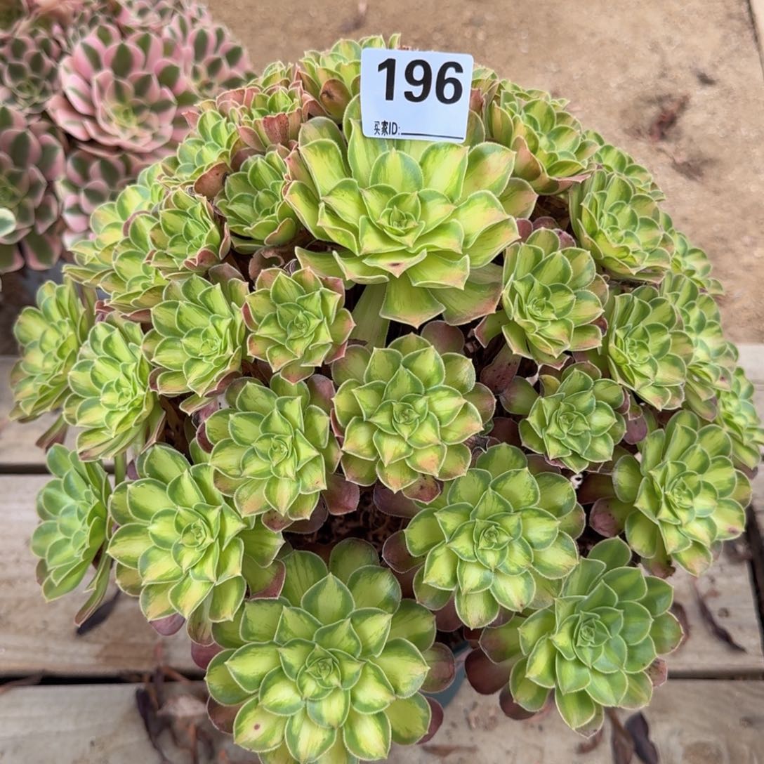 196韶华多肉植物