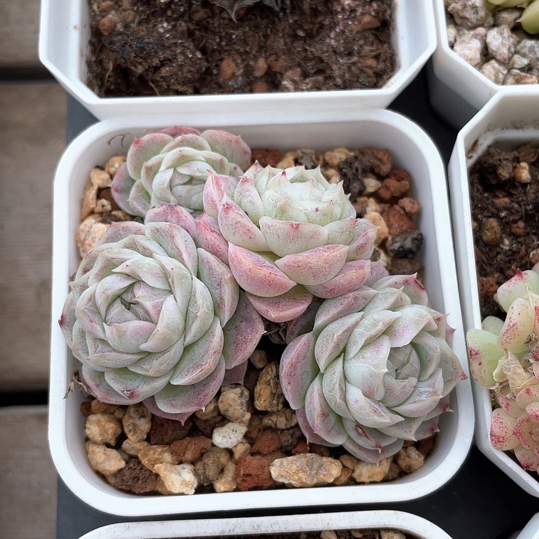 优选女王精品557