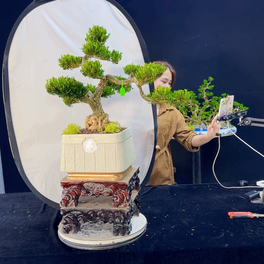 高端盆景艺术作品