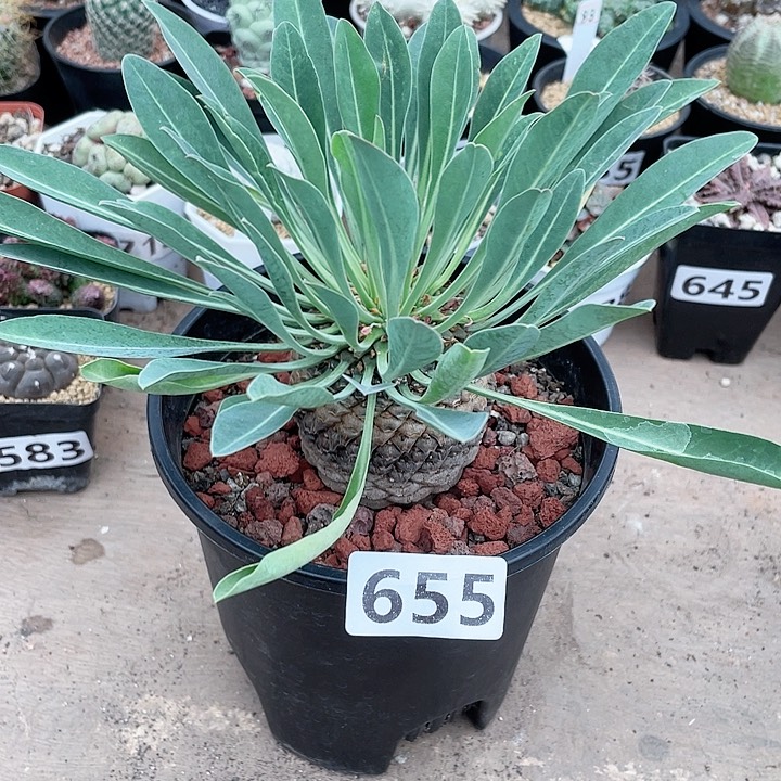 655大铁甲丸菠萝球