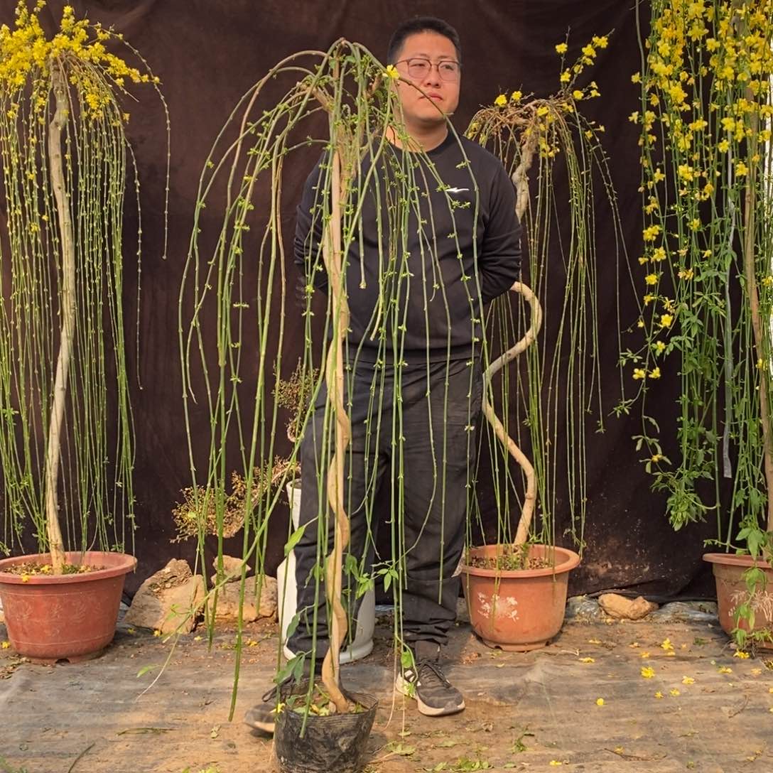 探春花，一物一拍