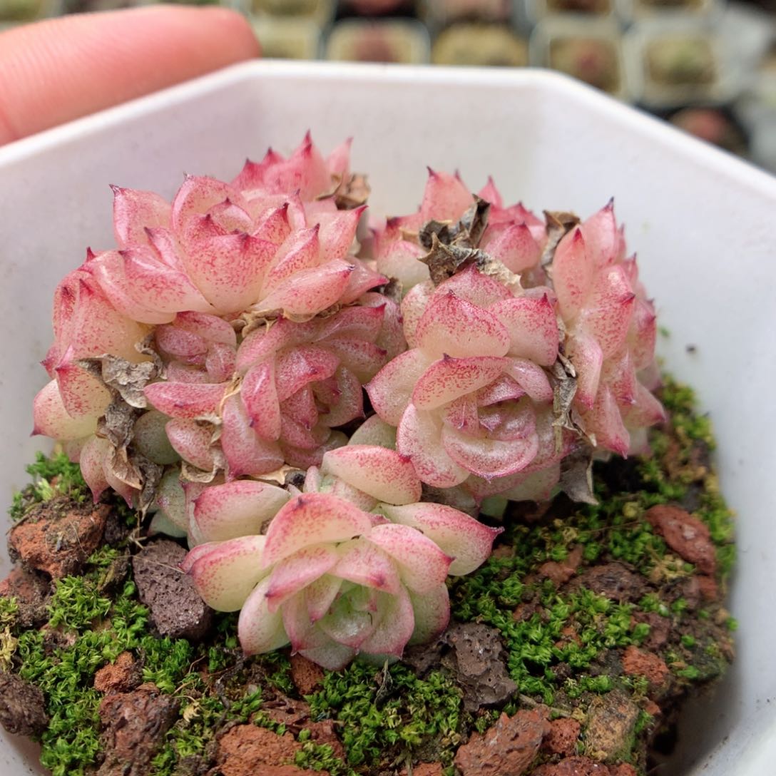 W54y y y y y y y y y