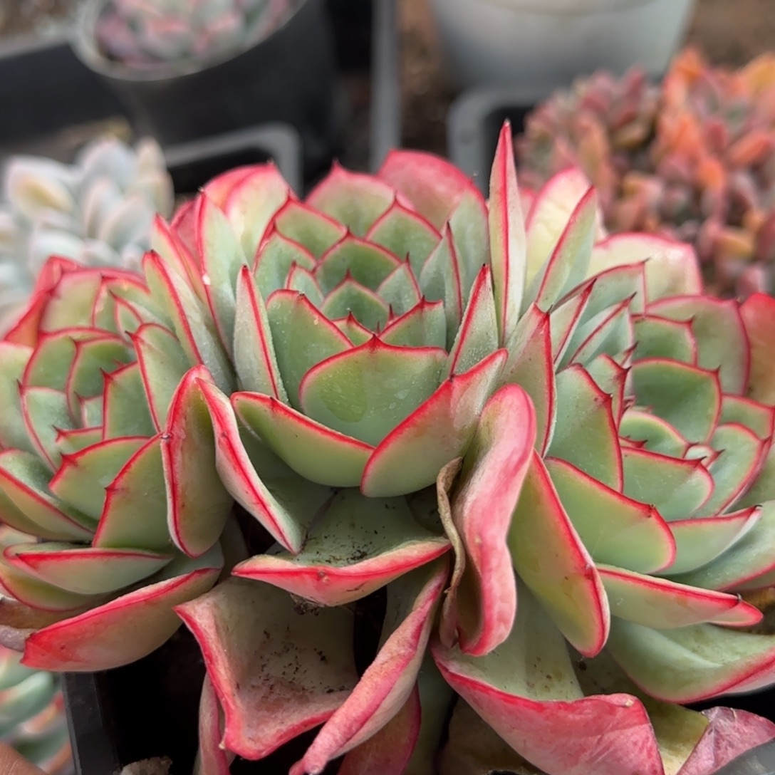 牡丹亭一物一拍包装收缩花旱