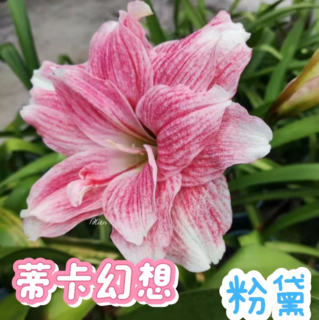 【蒂卡幻想】朱顶红秘鲁粉黛重瓣种球大花浓香室内盆栽四季开花植物