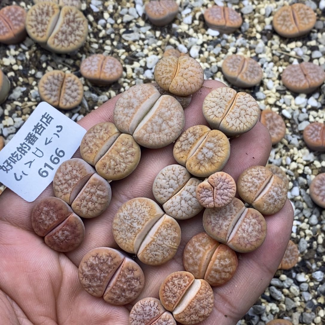 6166。清棚。特价。。。。。。