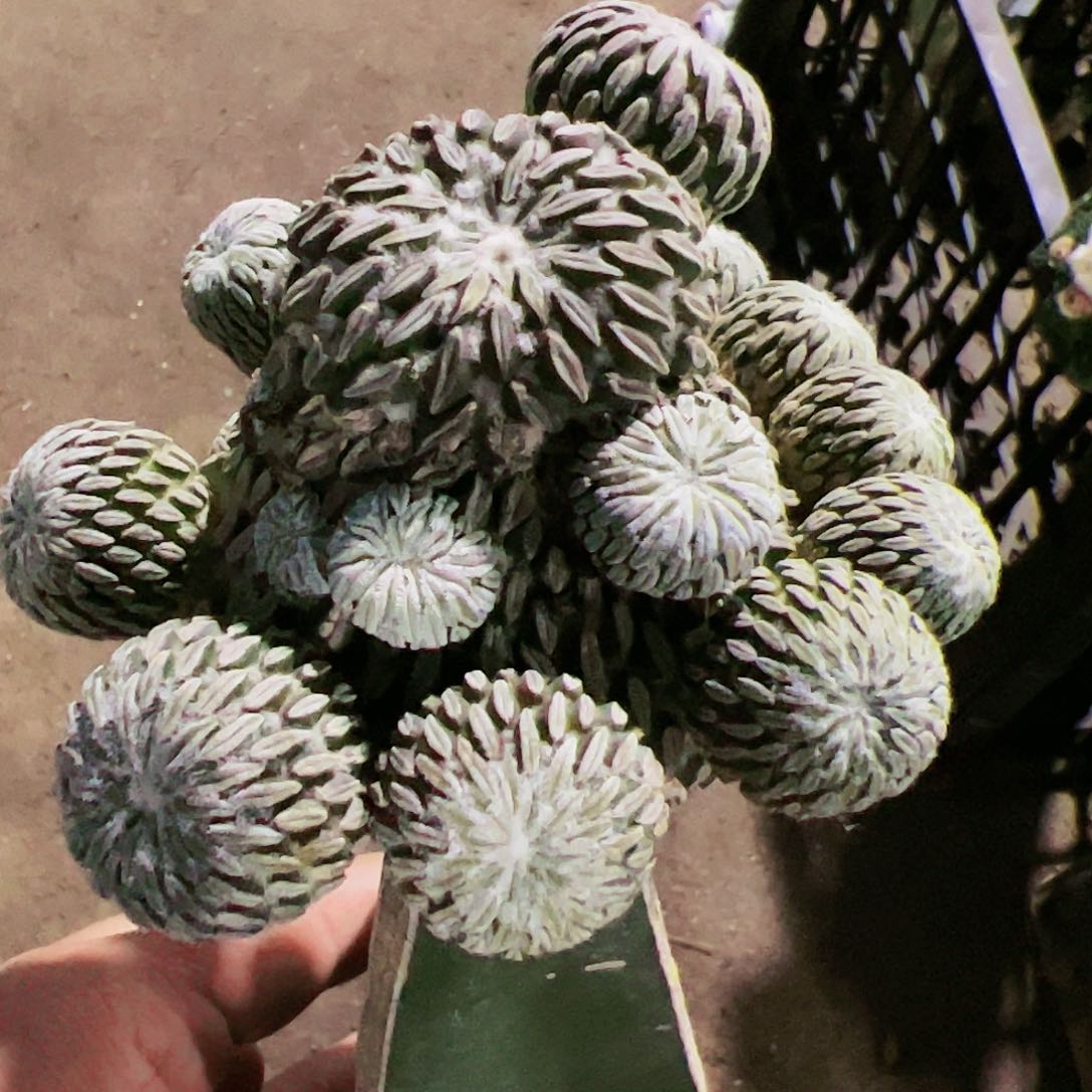 精巧丸群仙人球716