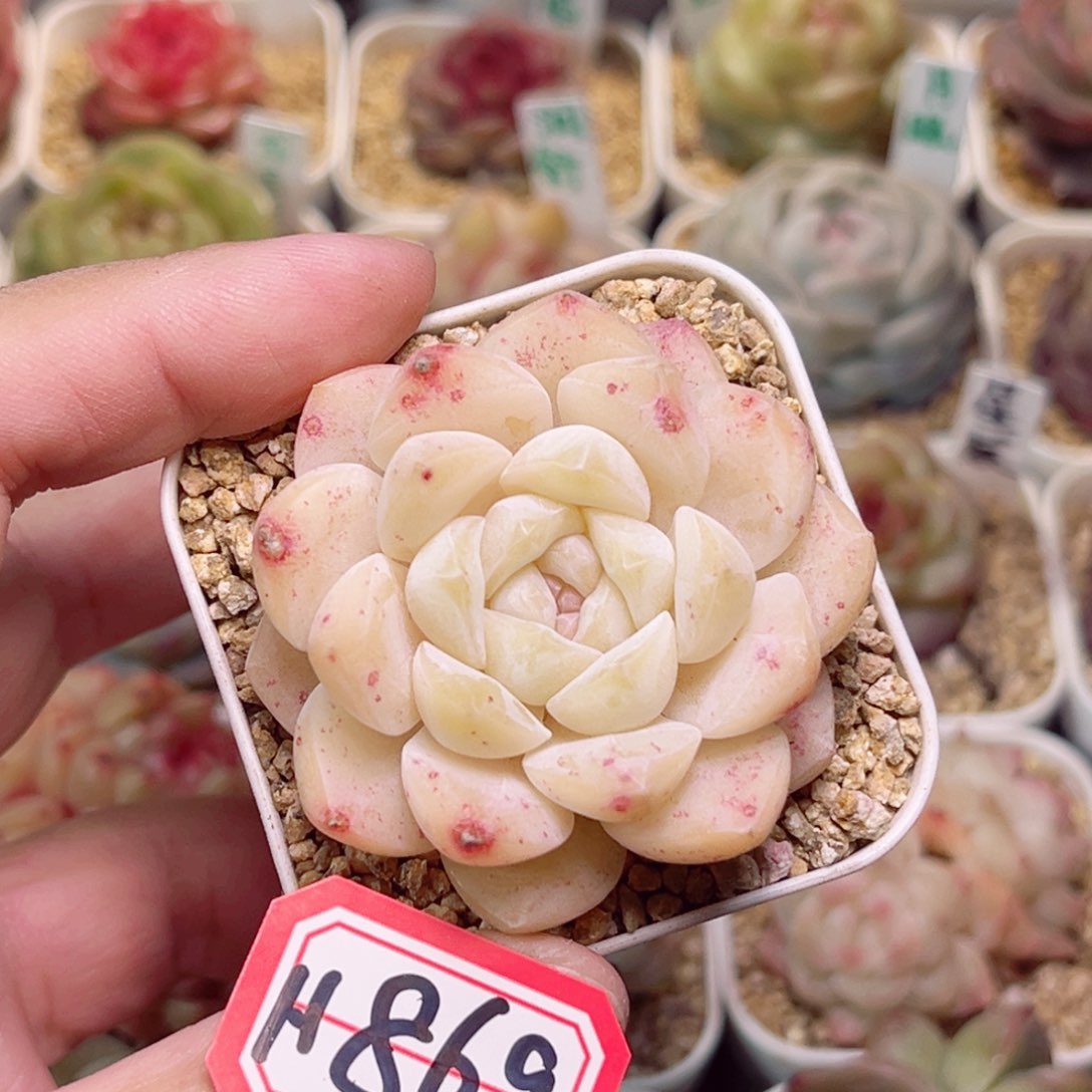 H869 一物一拍 孤品珍妮