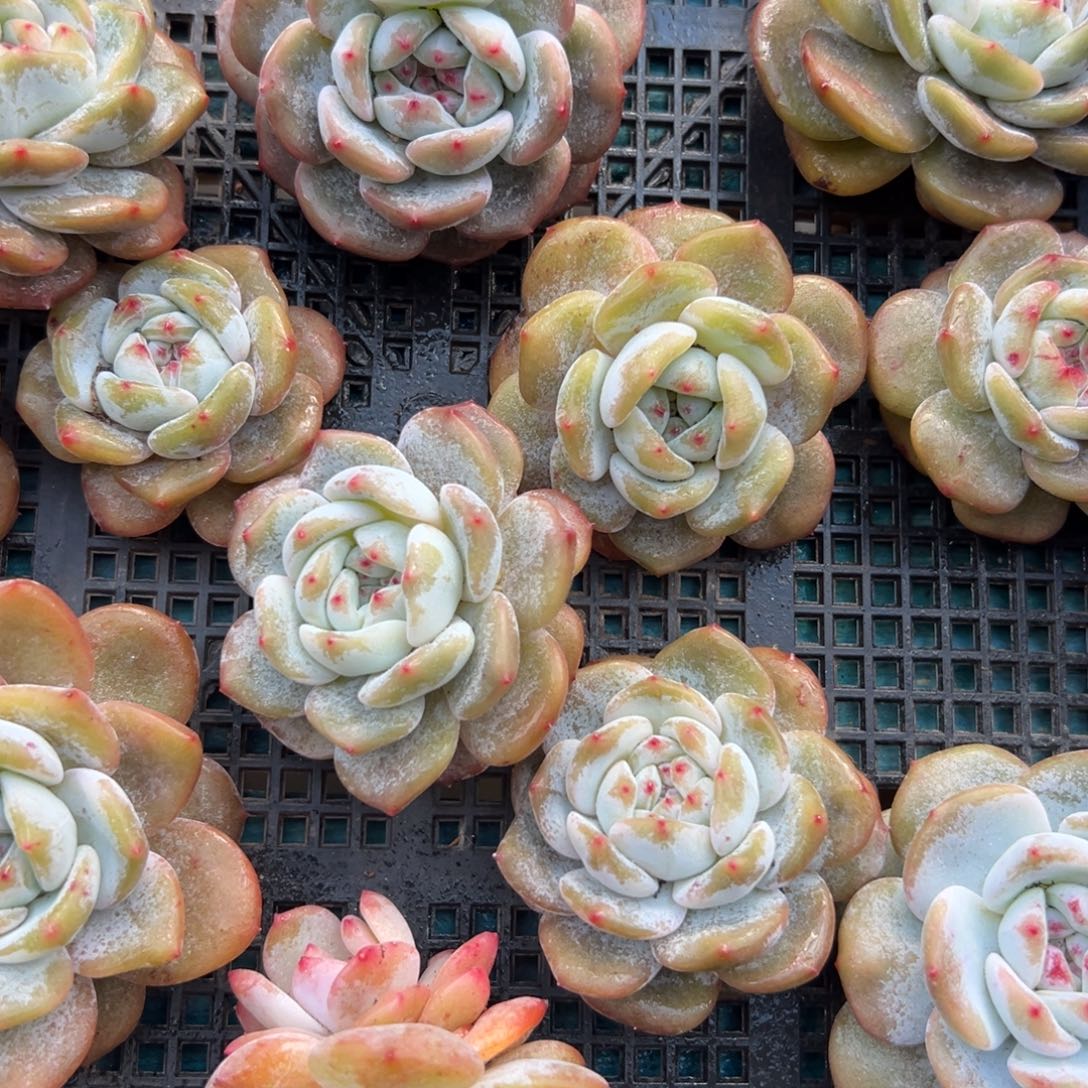 从前慢花园多肉编号1227-星影