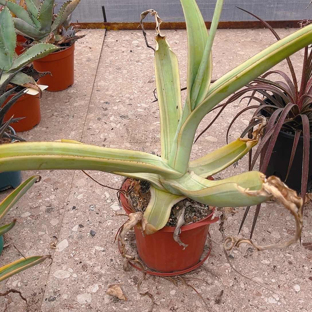 F**D大章鱼，潮流植物