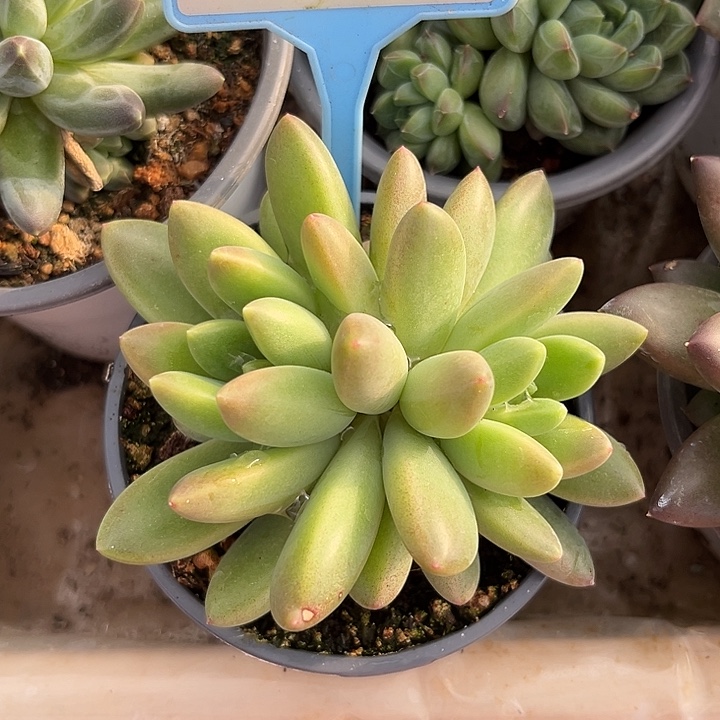 橙色奇迹一物一拍017