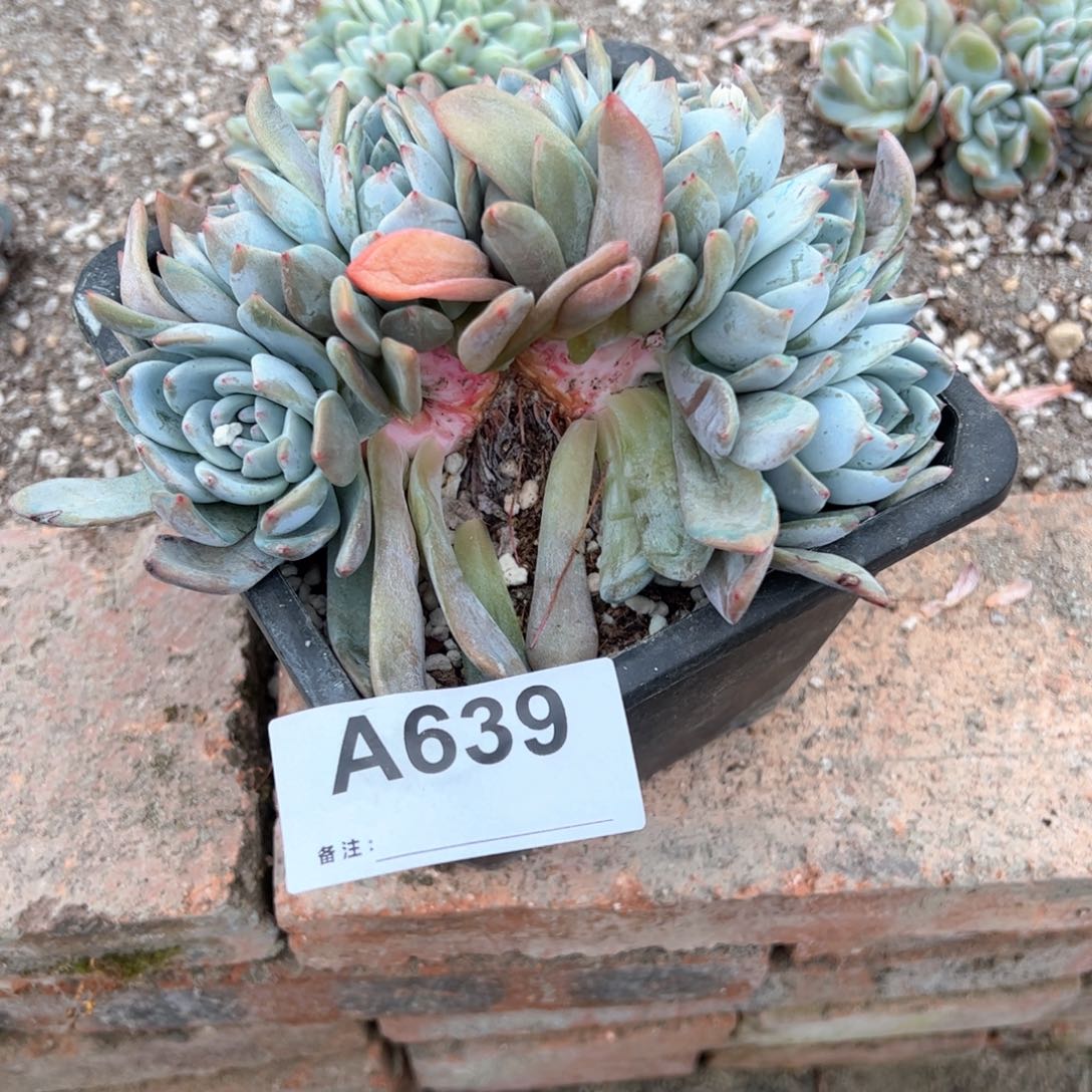 妍***一639多肉多肉多肉多肉多肉多肉