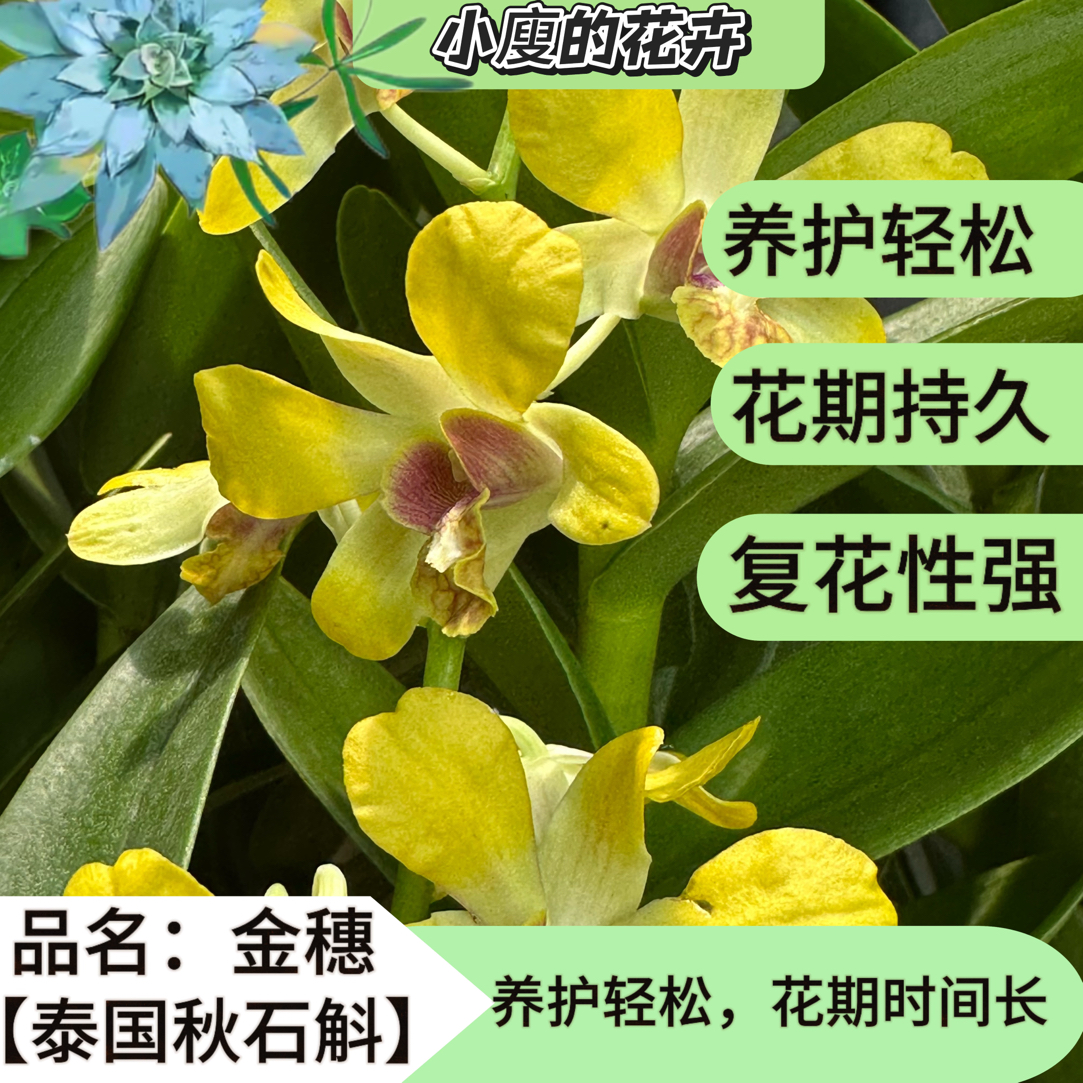 泰国进口秋石斛《金穗》花期长 好养护 易养活