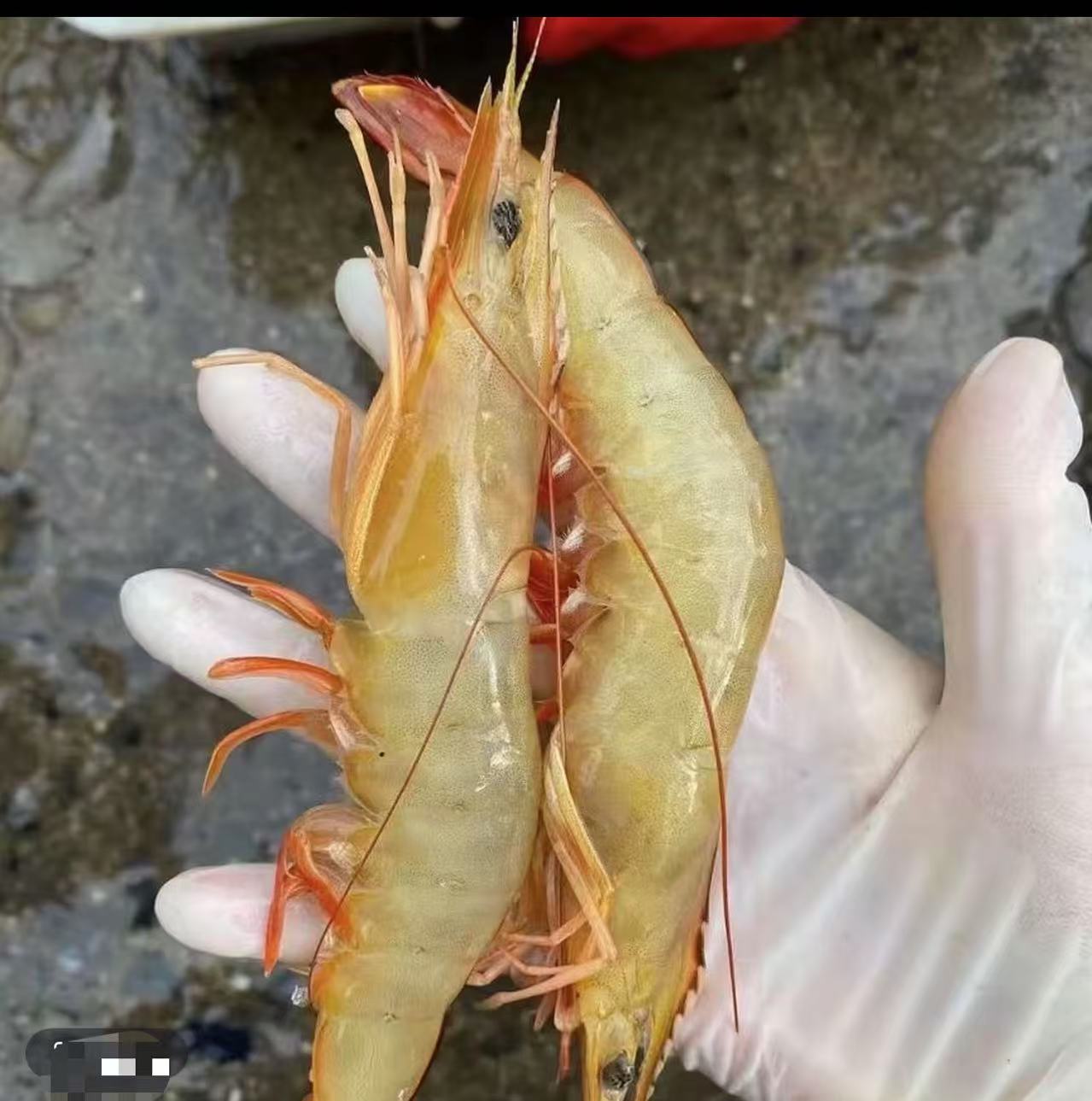 大号野生对虾15条左右/斤