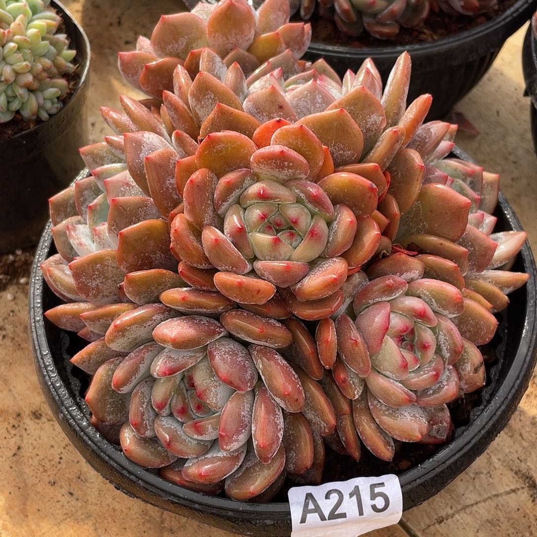 菜***巫215多肉植物多肉植物