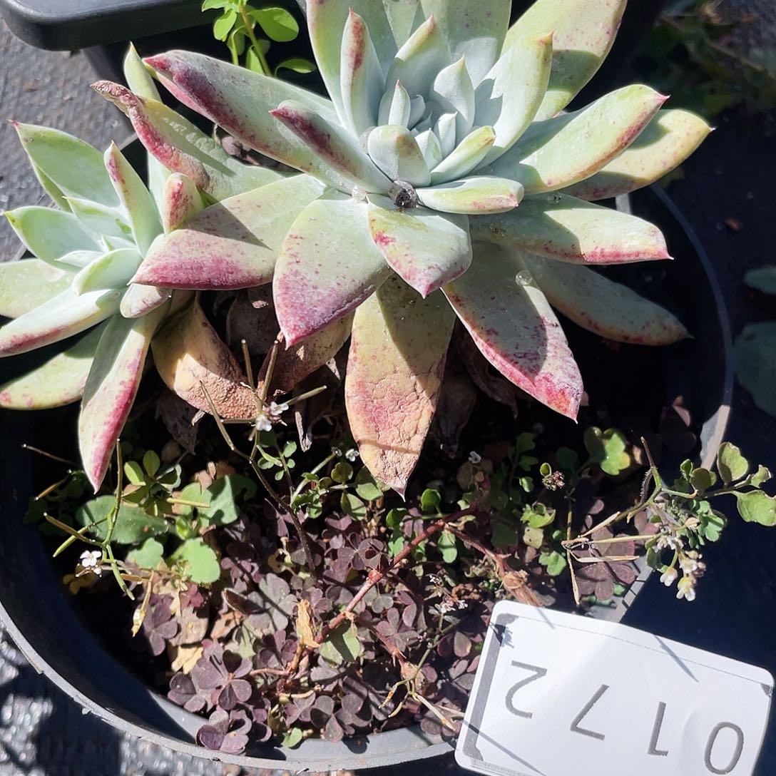 阳****猫苹果拇指老庄0172