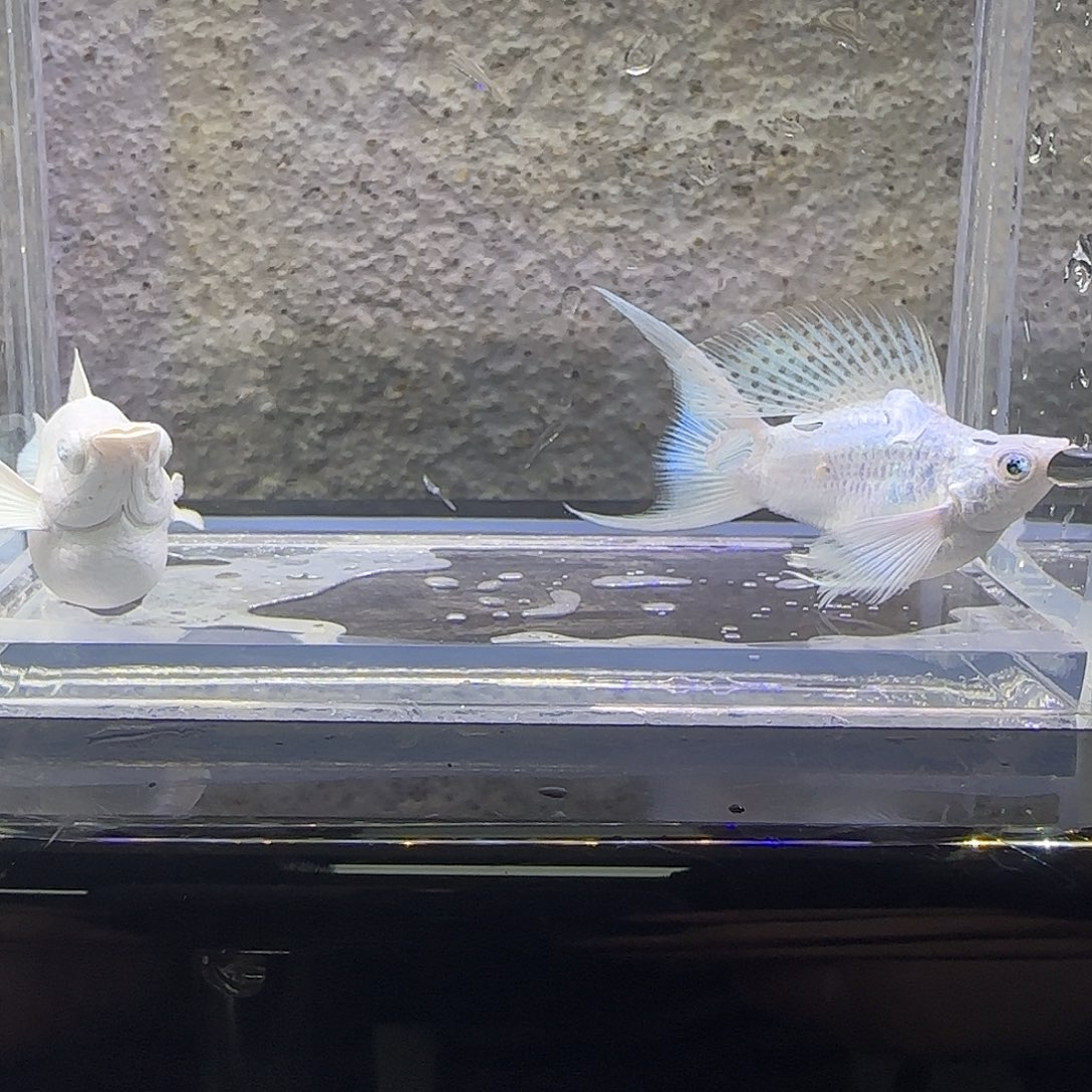 黑玛丽鱼瓷白玛丽。87号