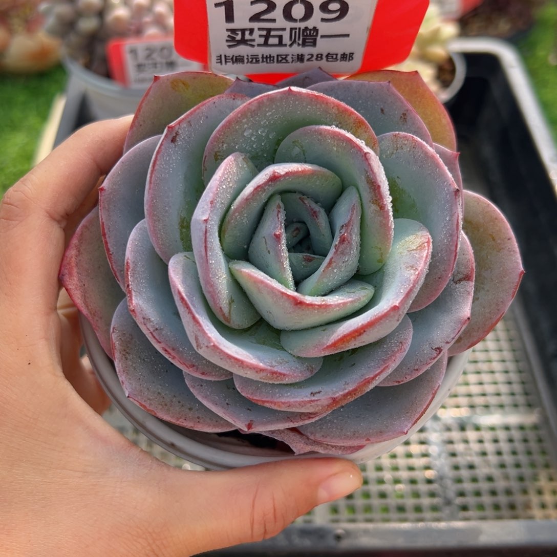 表妹精品多肉1209.