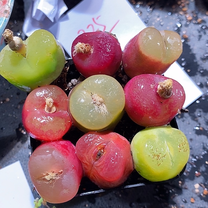 2325。    一组。彩蟠桃。   