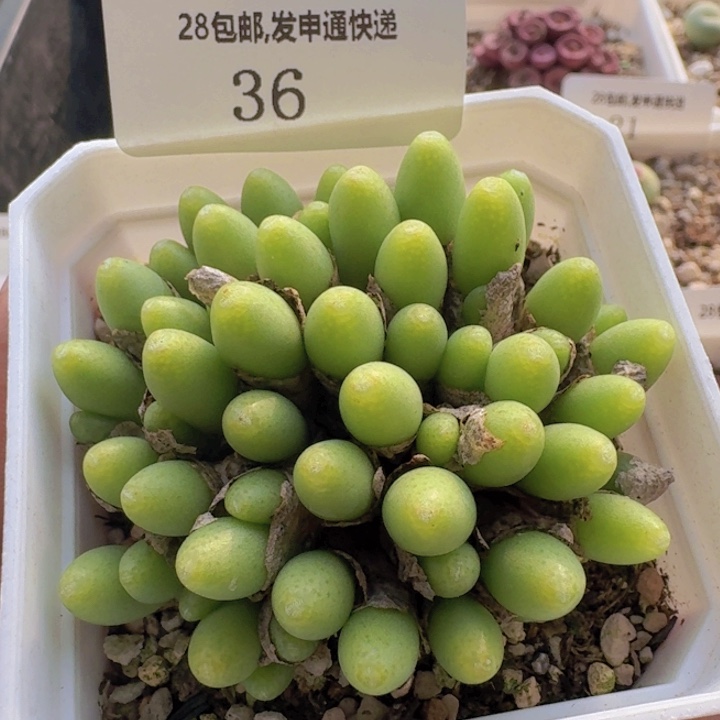 36 马奶提子。      