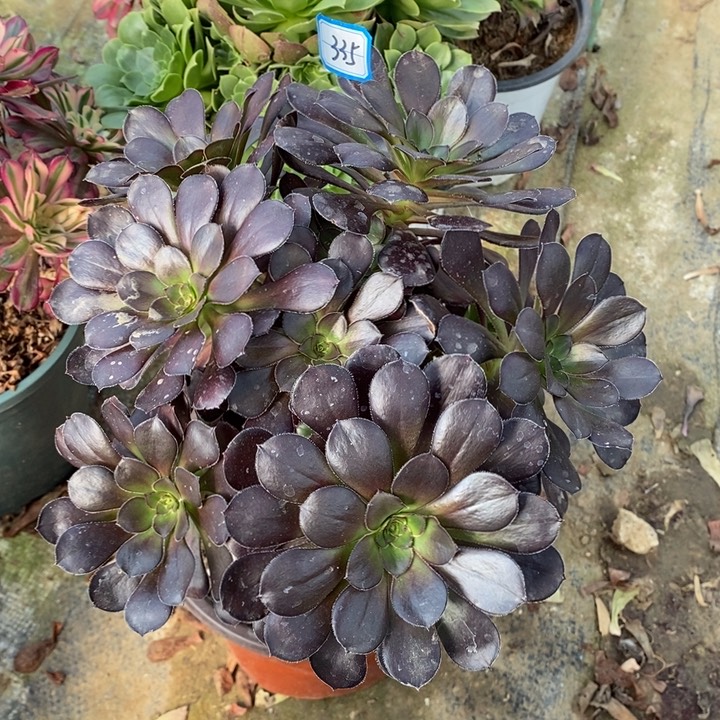 335圆叶玫瑰多肉法师