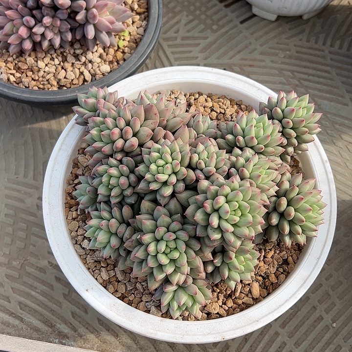 米其林多头自然群静静寄养