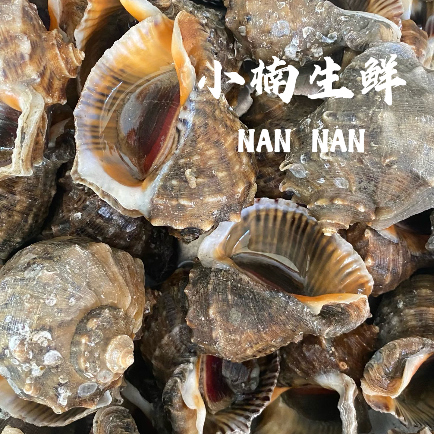 【鲜活】海螺 大海螺