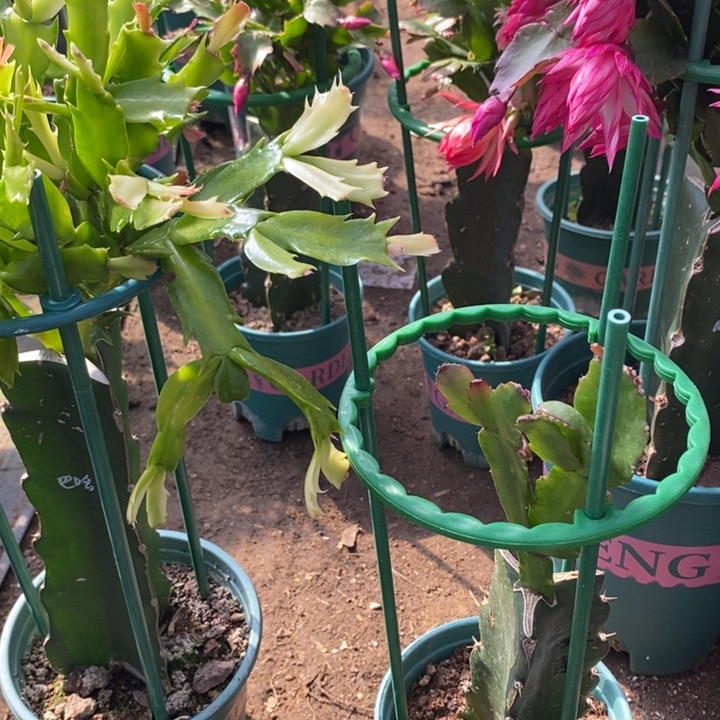 我***休完全开放红莲蟹爪兰