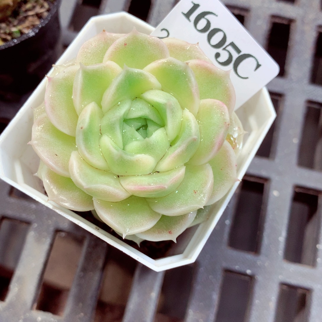 5厘米盆精控多肉1605