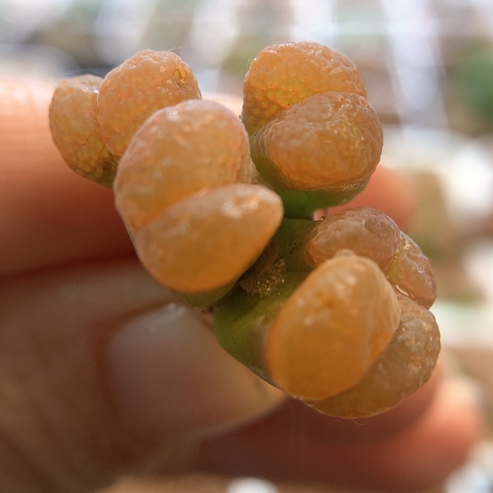 016特特特特 肉锥植物