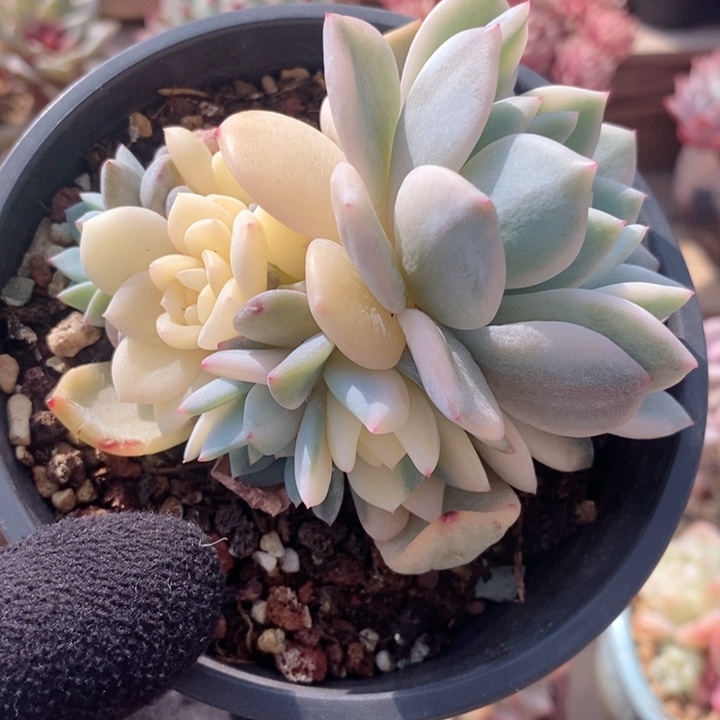 梦露锦 韩货精品