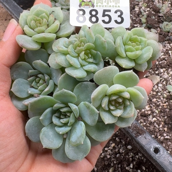 多肉植物多肉植物
