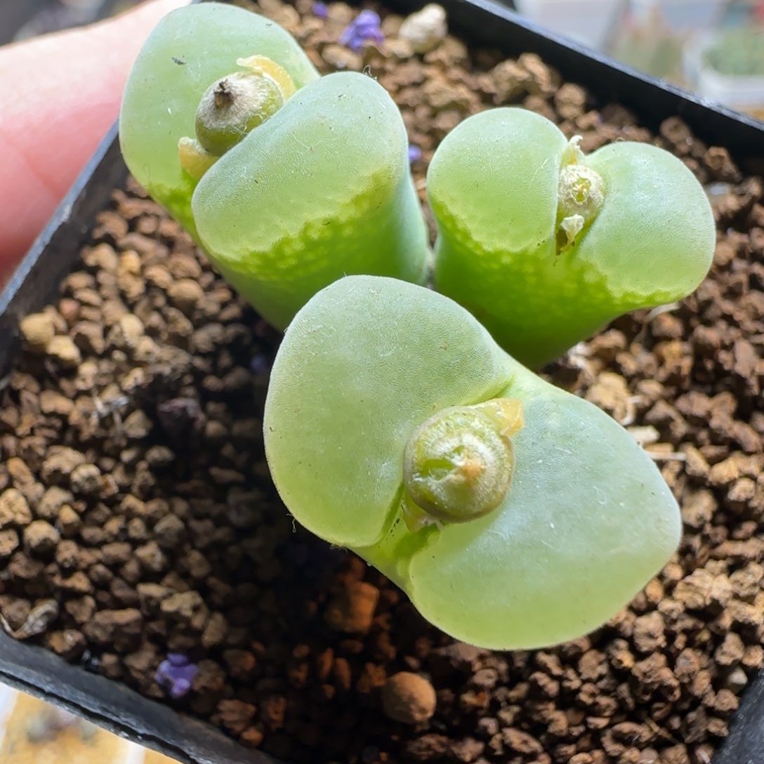 多肉植物紫绿体白翻窗风铃79号