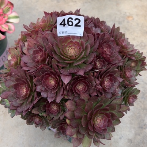 462红魔22厘米左右多肉