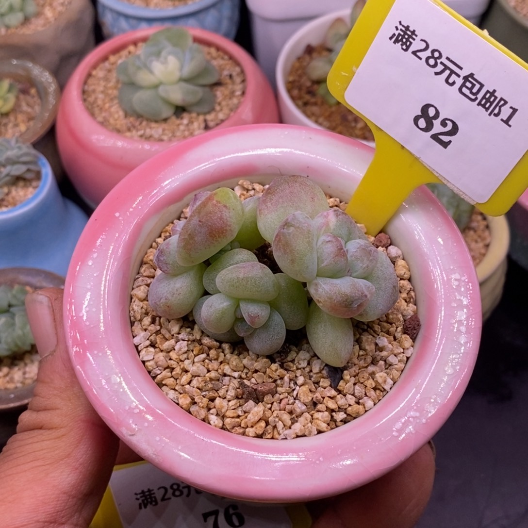 182丸叶冰玉石化三头福利