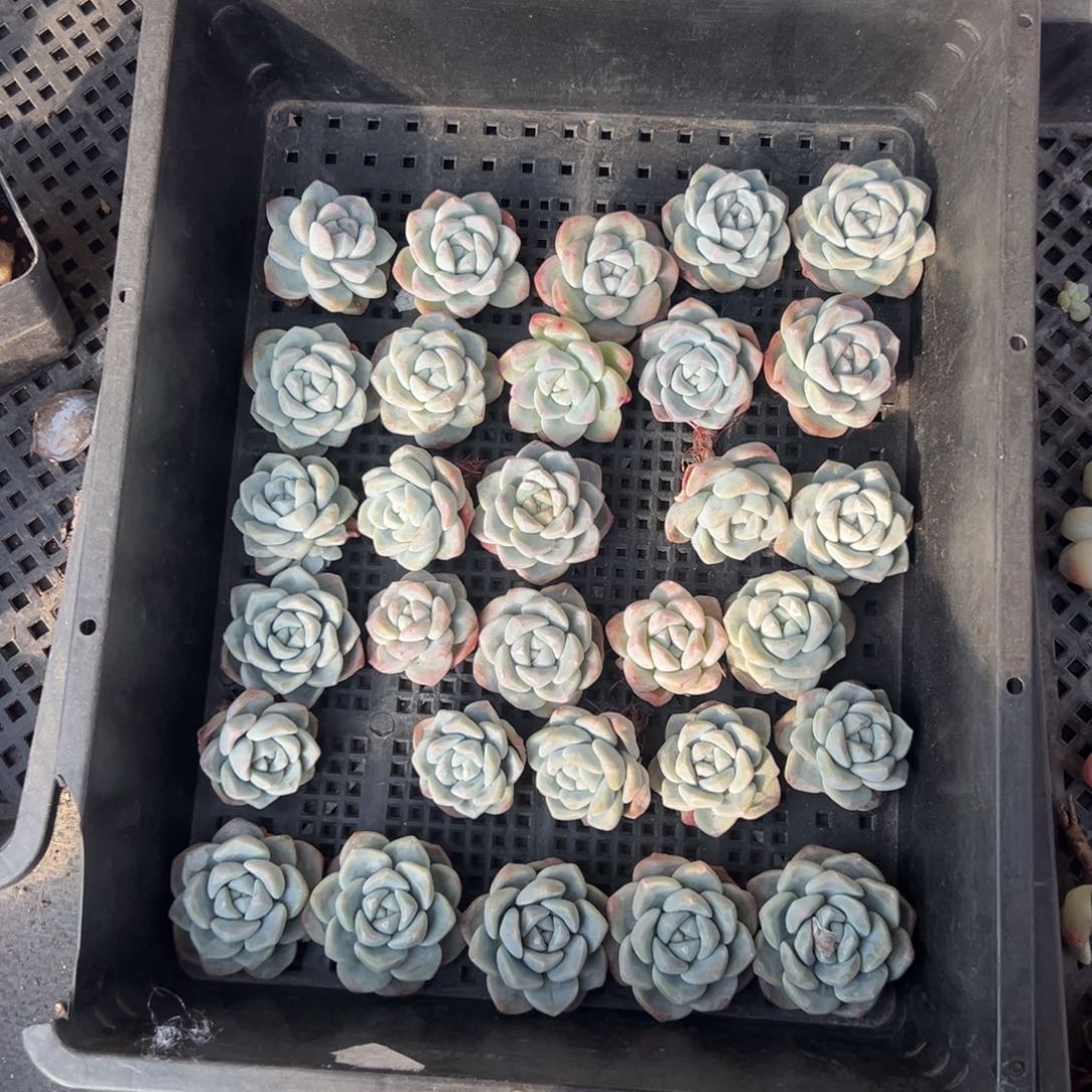 30个冰玉已经发根000000000