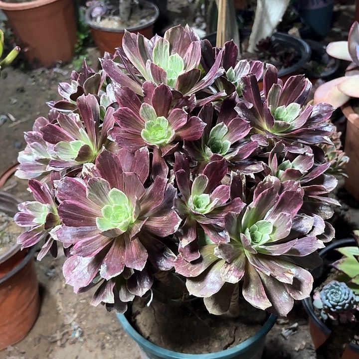 多肉植物赤霞飞拉丝43