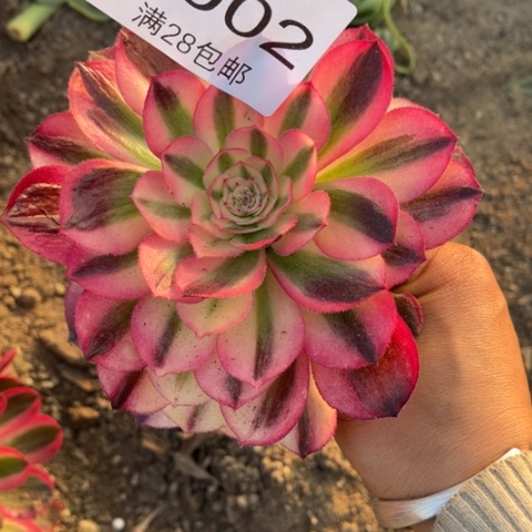 倾城的人肉肉多肉7002