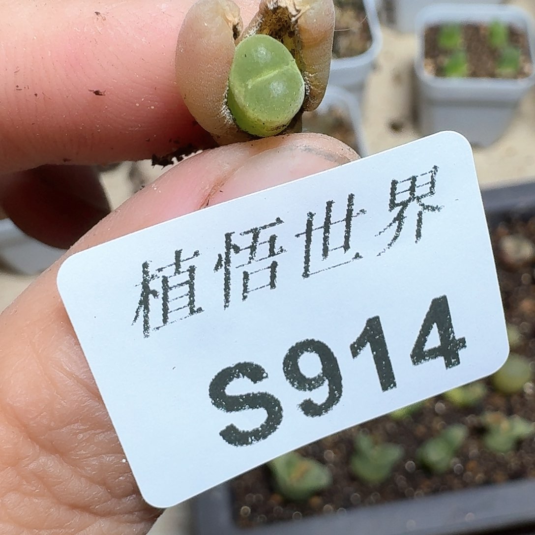 914号多肉植物哇f f