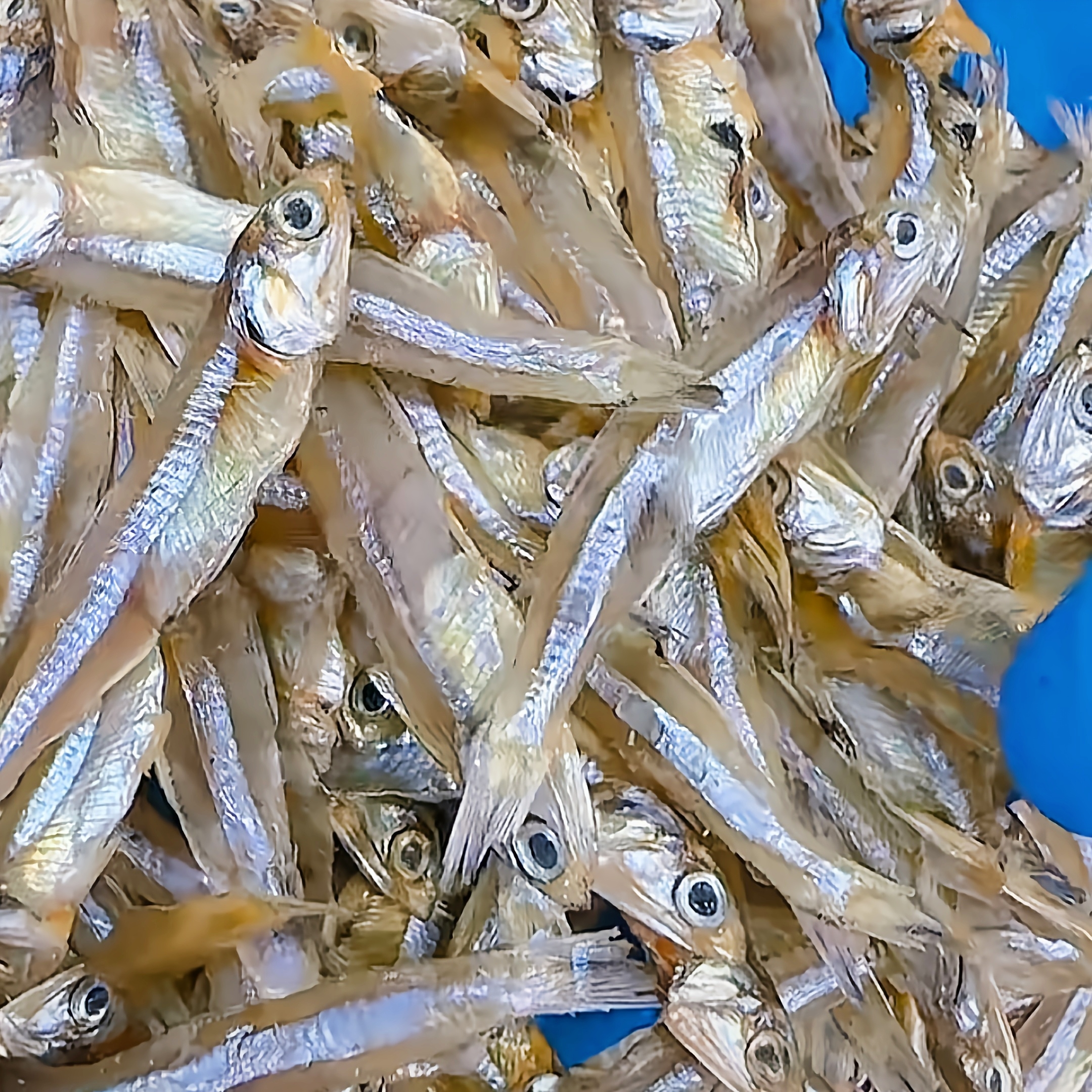 【马鲛仔海产】本港新鲜淡晒白帆鱼仔干小鱼干 1斤 顺丰包邮 博贺港