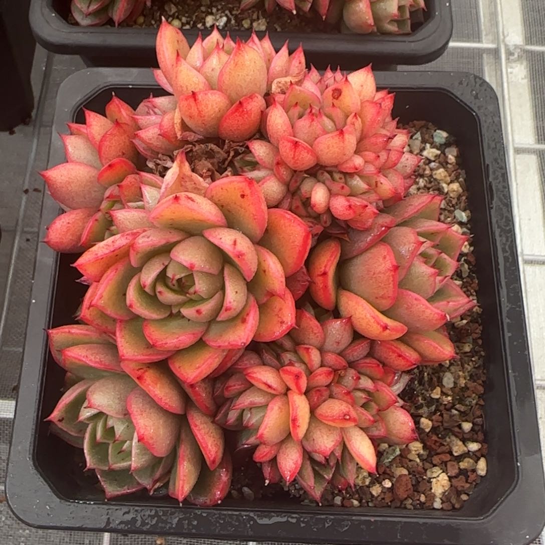 从前慢花园精选多肉红酒桃群