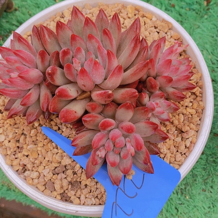 在家里面吃饭的吗