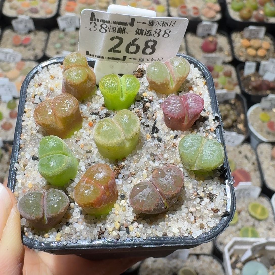 Sss精品清仓款268