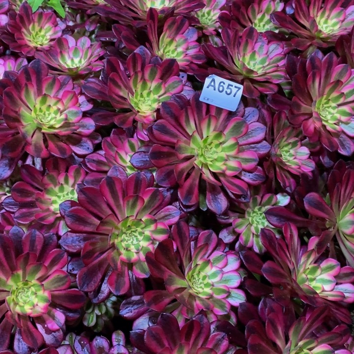 黑铜白小苗7棵657