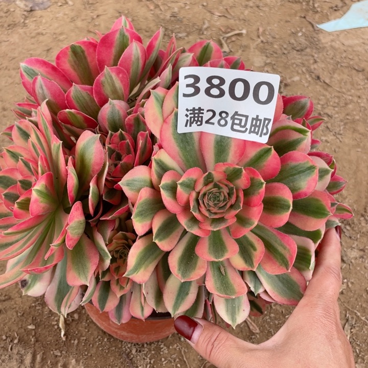 3800二号㺱女巫多肉植物A