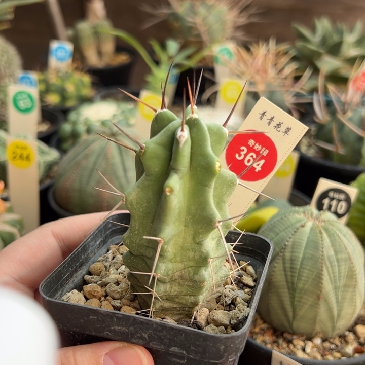 实生狂刺篝火虾一棵